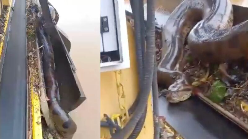 Sues ficam surpreendidos com o tamanho da cobra: “É um monstro!”; veja vídeocuri é resgatada e trabalhador